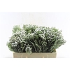 Kaaps Silver Brunia