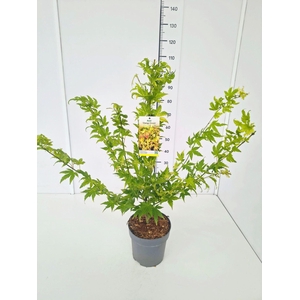 Acer palmatum