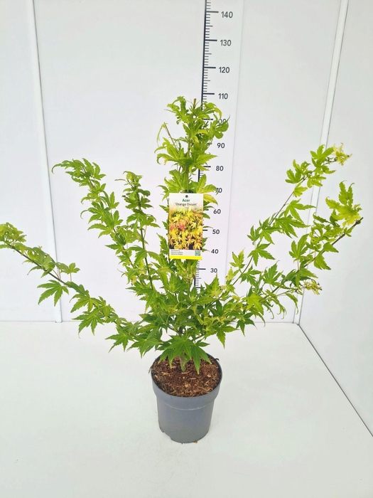 <h4>Acer palmatum</h4>