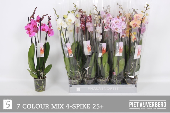 <h4>PHAL GEM 7 KL</h4>