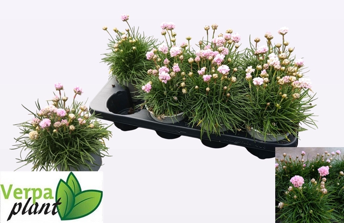 <h4>ARMERIA MARITIMA</h4>