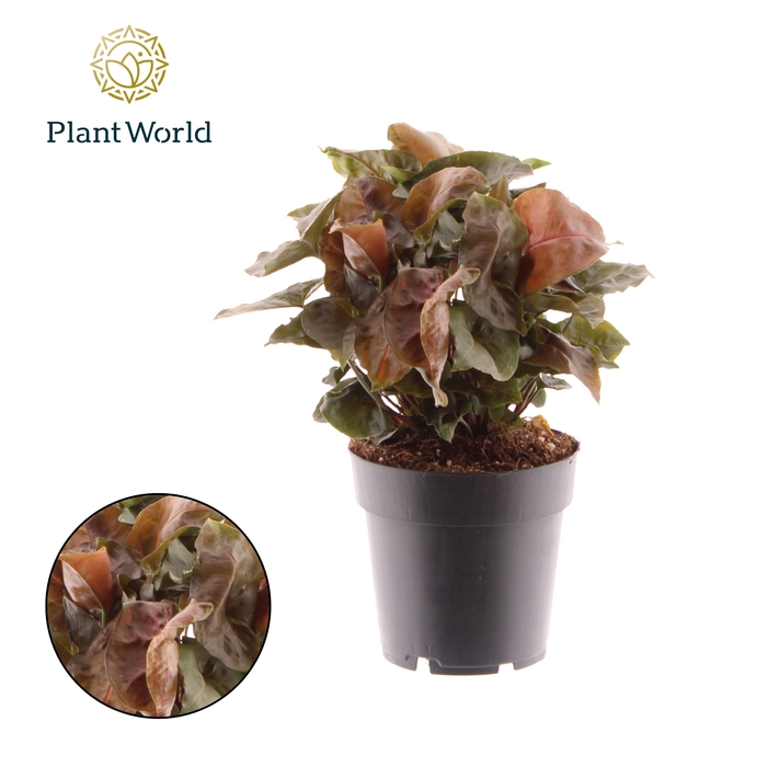 <h4>Syngonium Maria</h4>