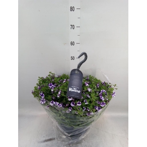 Petunia  'Surfinia'   ...