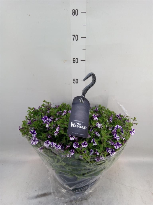 <h4>Petunia  'Surfinia'   ...</h4>