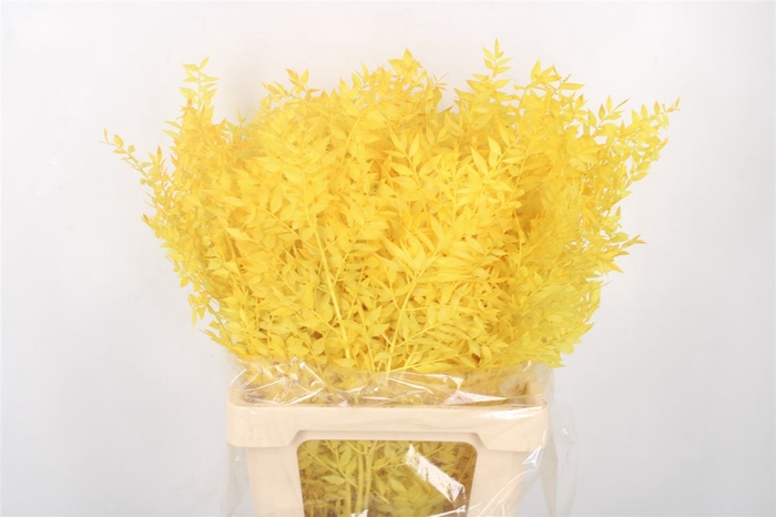 Ruscus. Yellow Per Stem