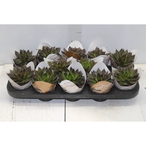 ECHEVERIA BLACK PRINCE P11