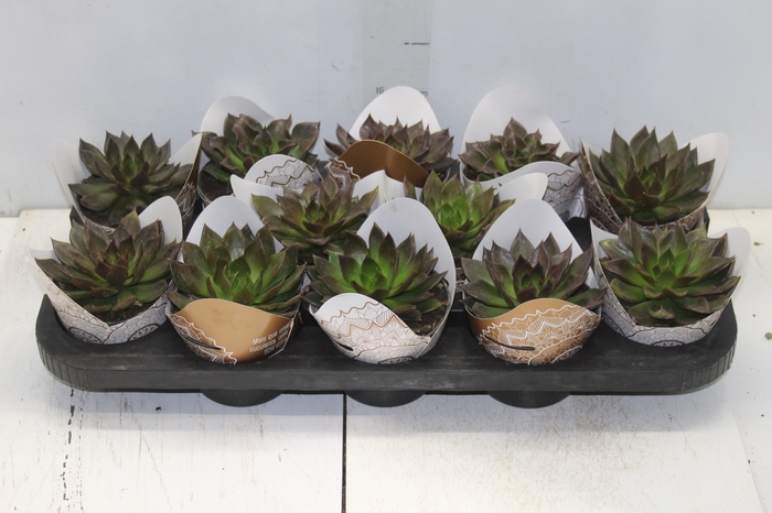 <h4>ECHEVERIA BLACK PRINCE P11</h4>