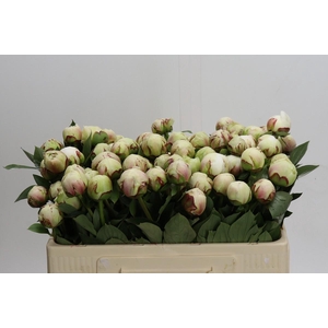 Paeonia Odille XXL