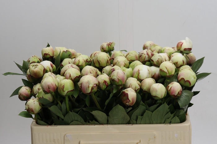 Paeonia Odille XXL