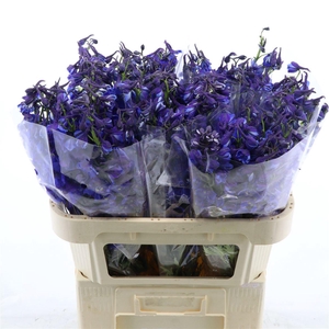Delphinium single Donna