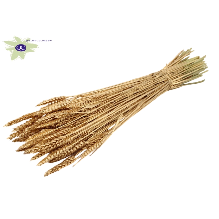 <h4>Triticum per bunch Antique Gold</h4>