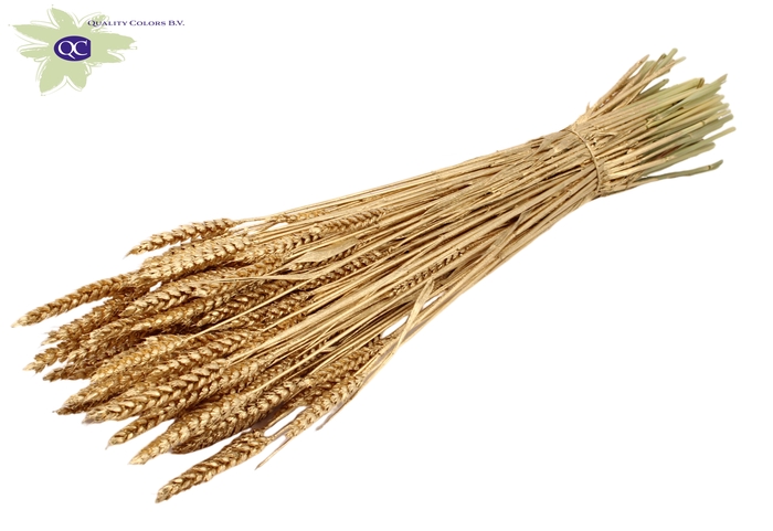 Triticum per bunch Antique Gold