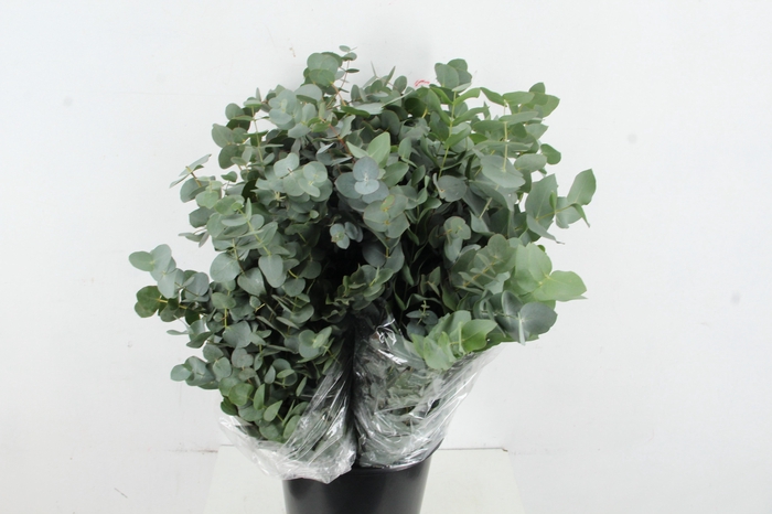 <h4>EUC CINEREA 300GR</h4>