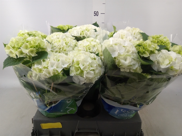 <h4>Hydrangea mac. 'Wudu'</h4>