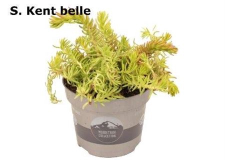 <h4>Sedum Kent Belle</h4>