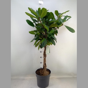 Ficus cyathistipula