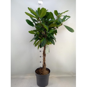 Ficus cyathistipula