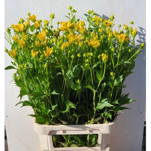 RUDBECKIA NITIDA