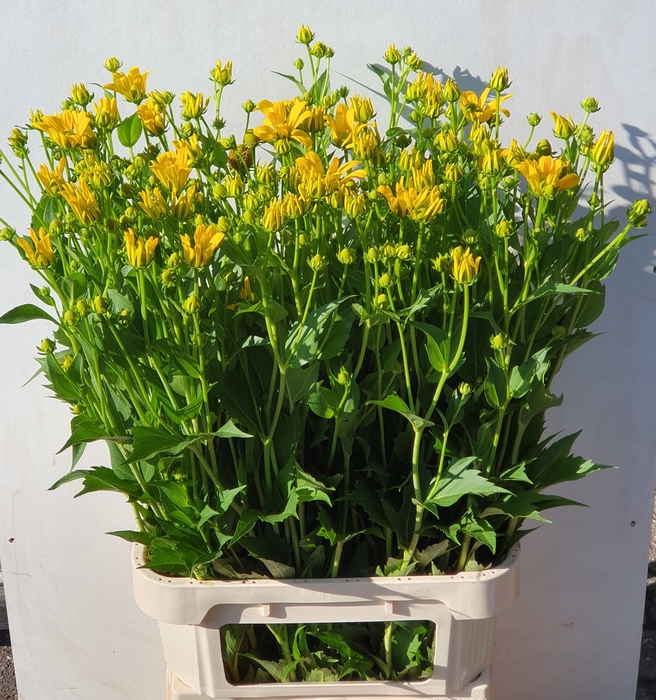 <h4>RUDBECKIA NITIDA</h4>