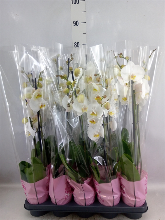 <h4>Phalaenopsis   ...white</h4>