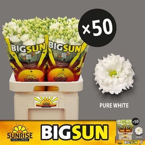 Eus G Alissa Pur Whi