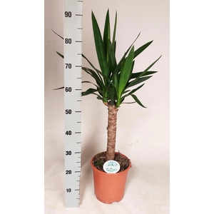 YUCCA