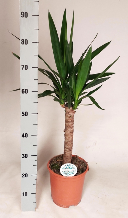 <h4>YUCCA</h4>
