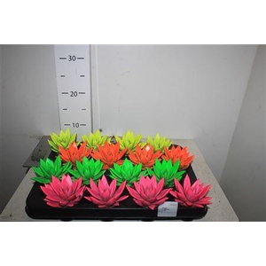 Echerveria Neon Mix