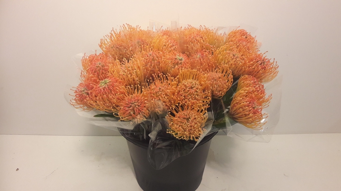 <h4>Mono Nutan Oranje X3</h4>