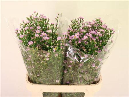 <h4>Ast Claudia</h4>