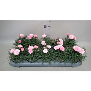 Dianthus  'I Love U'