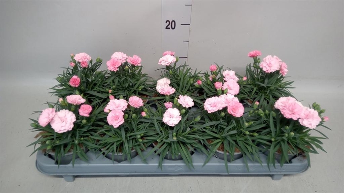 <h4>Dianthus  'I Love U'</h4>