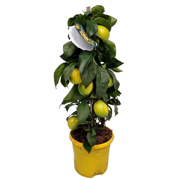 <h4>Citrus Lemon Meyeri Grafted Pyramid</h4>