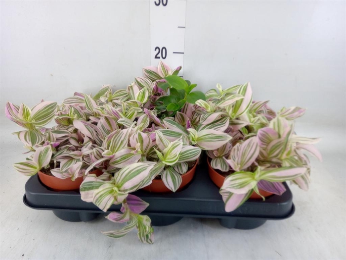 <h4>Tradescantia   ...</h4>