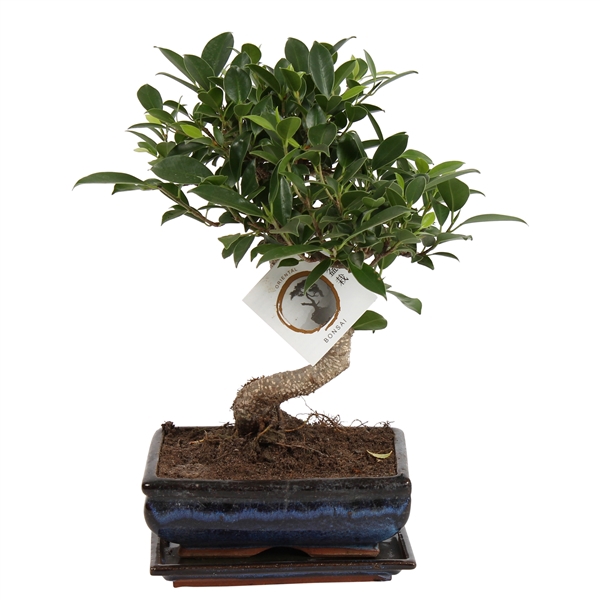 <h4>Bonsai 'Ficus retusa' in ø20cm Ceramic S-Shape with Saucer</h4>