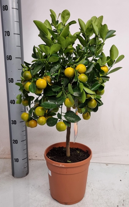 <h4>CITR MICROCARPA</h4>