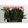 Paeonia Sarah Bernhardt