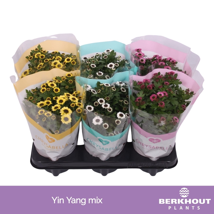 <h4>Chrysanthemum Yin Yang</h4>
