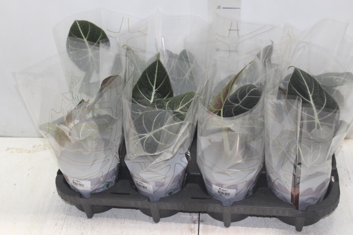 <h4>ALOCASIA BLACK P12</h4>