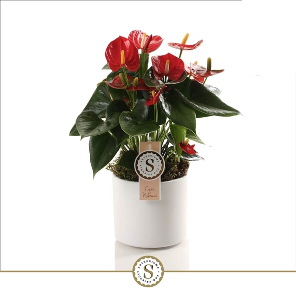 <h4>Bari Keramiek White - Red Champion</h4>