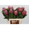 Protea Cyn. Claire