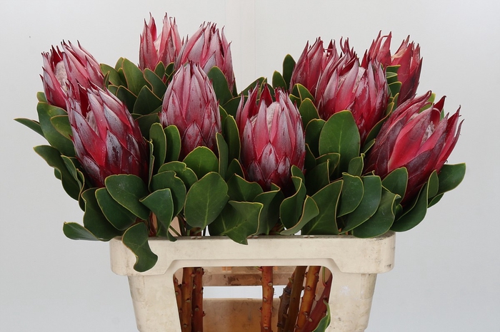 Protea Cyn. Claire