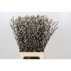Salix Ca Snow Flake