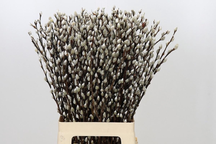 <h4>SALIX CA SNOW FLAKE</h4>