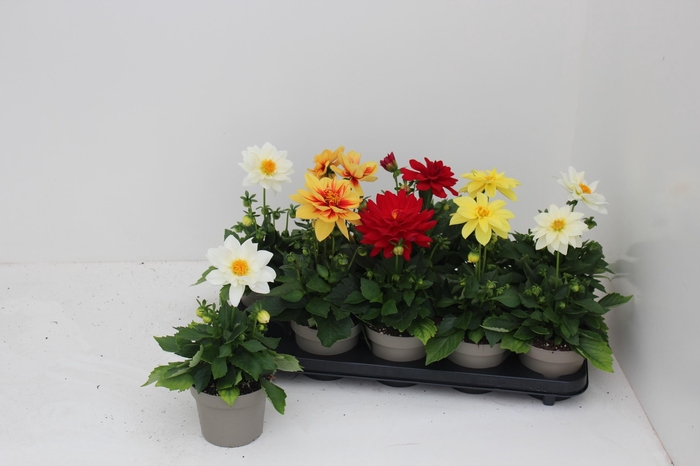 <h4>DAHL L ME GEM</h4>