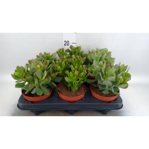 Crassula   ...mix