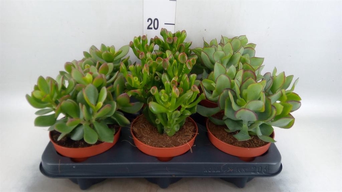 <h4>Crassula   ...mix</h4>