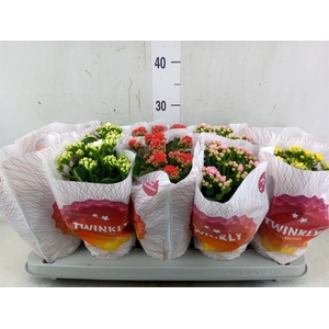 Kalanchoe blos. 'Perfecta'  ..mix 5