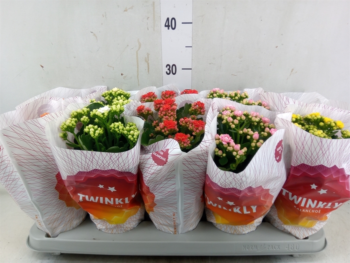 <h4>Kalanchoe blos. 'Perfecta'  ..mix 5</h4>