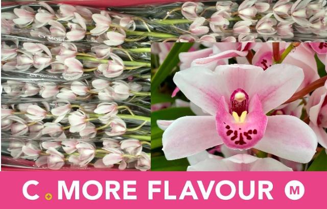 <h4>CYMB MI SABRINA</h4>